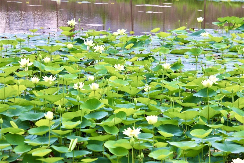  The white lotus has pure ivory petals. Its body has an average length of 1.5-2 meters, while its root grows horizontally, crawling under the water about three meters.
